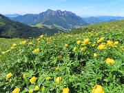 36 Trollius europaeus (Botton d'oro) con vista in Alben